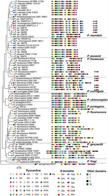 Total substitution and partial modification of the set of non-ribosomal peptide synthetases clusters lead to pyoverdine diversity in the Pseudomonas fluorescens complex